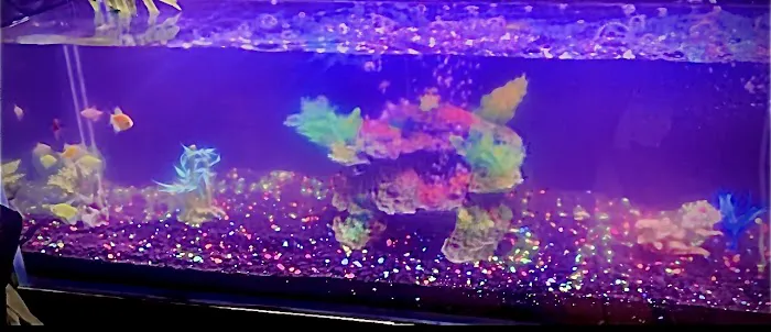 theaquariumservice.com Picture 1
