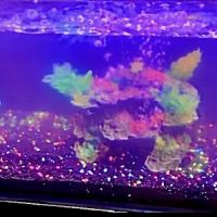 theaquariumservice.com ico