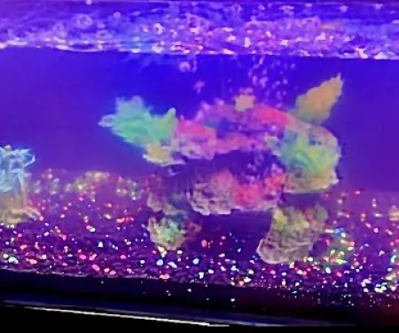theaquariumservice.com