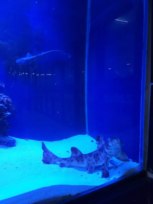 theaquariumservice.com Picture 8