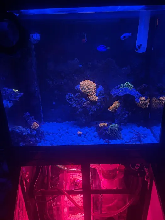 theaquariumservice.com Picture 9