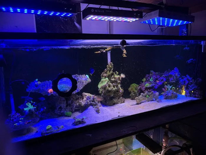 theaquariumservice.com Picture 10