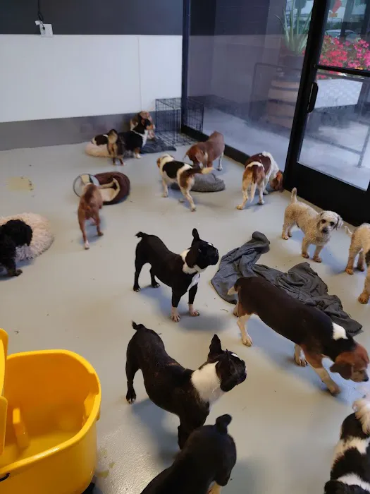 Wagmor Pets Picture 5