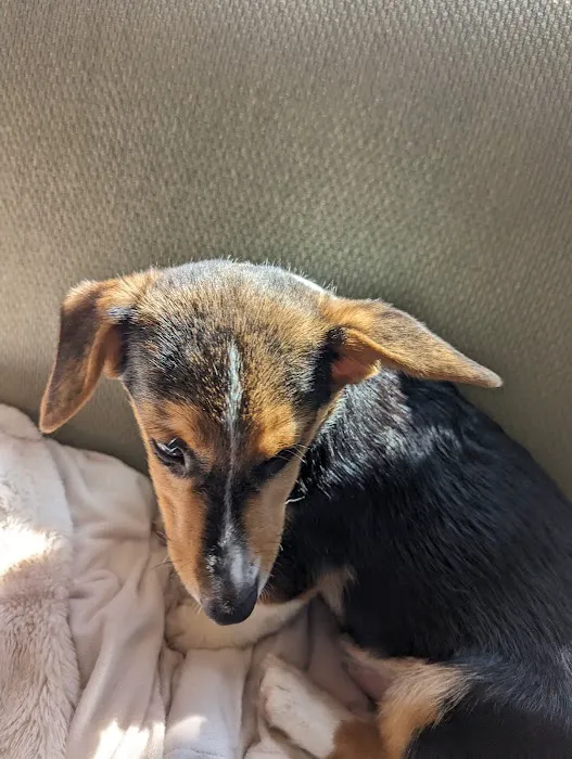 Wagmor Pets Picture 10