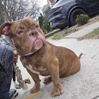 Premier Veterinary Medical Group - Rockville Centre ico