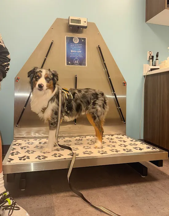 Premier Veterinary Medical Group - Rockville Centre Picture 9