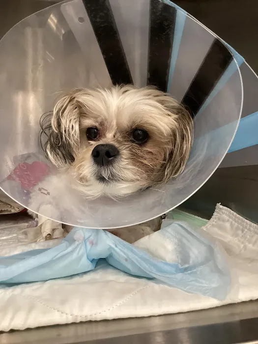 Animal Surgical Center Picture 3