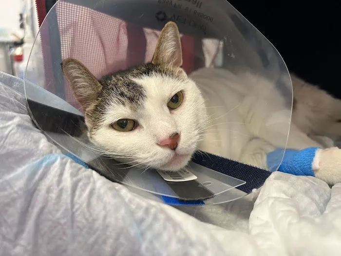 Animal Surgical Center Picture 4