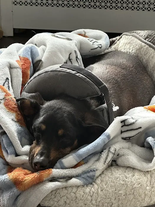 Animal Surgical Center Picture 10