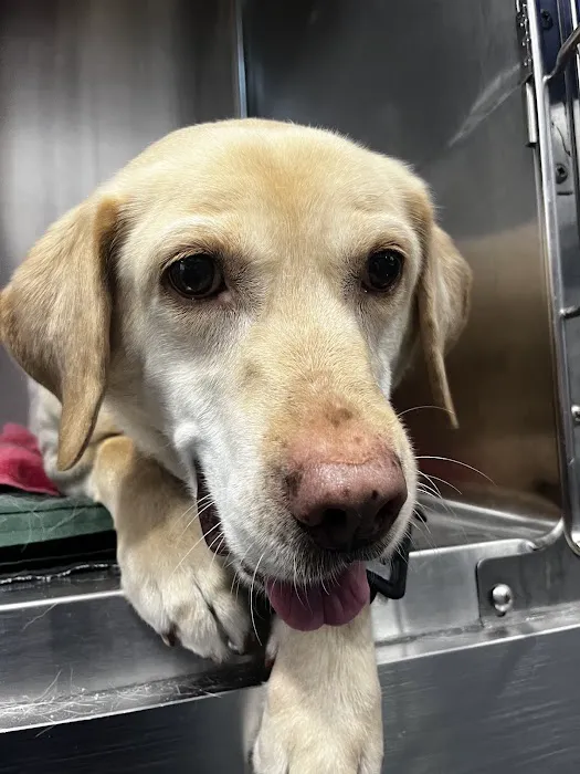 Animal Surgical Center Picture 1
