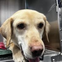 Animal Surgical Center ico