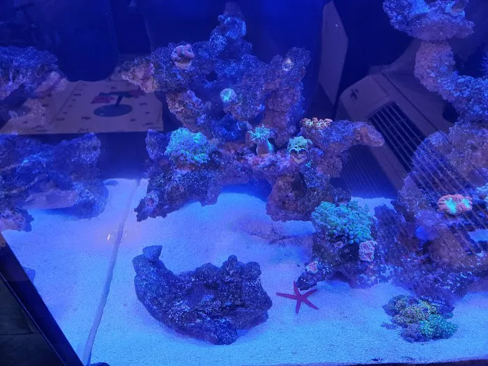 Salty Life Aquarium Service Picture 4