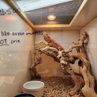 Amazon Reptile Center ico