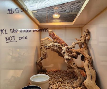 Amazon Reptile Center