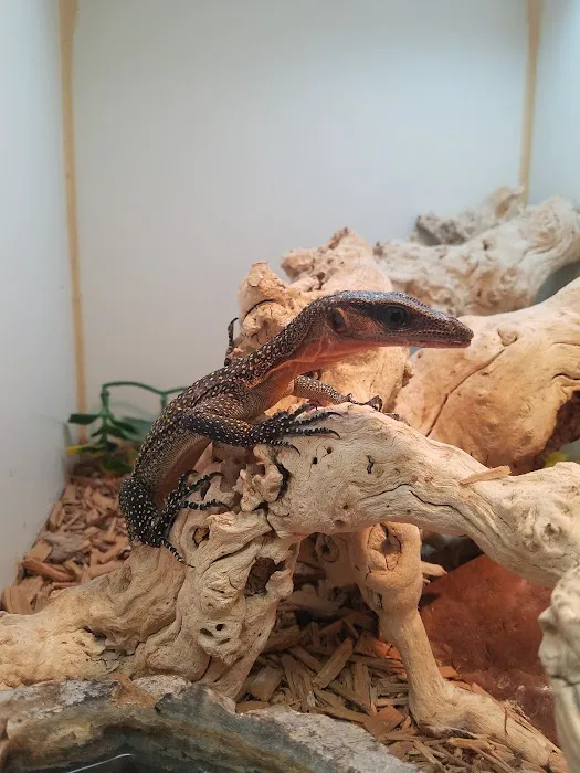 Amazon Reptile Center Picture 7