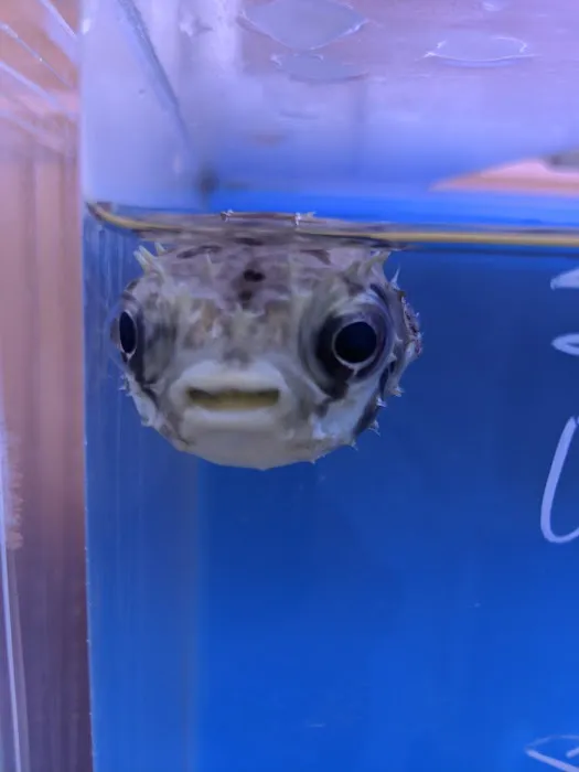 Jan's Tropical Fish Picture 5