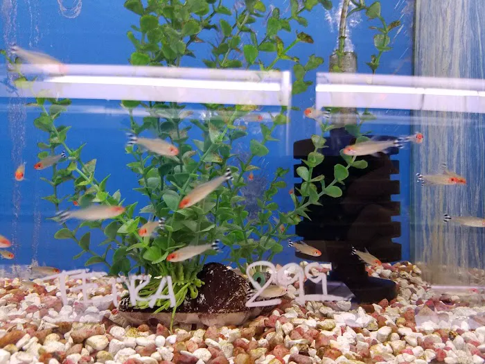 Jan's Tropical Fish Picture 10