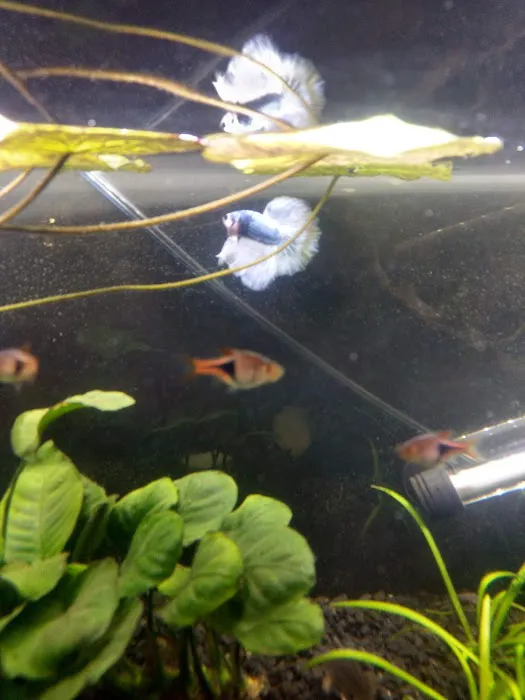 Jan's Tropical Fish Picture 8