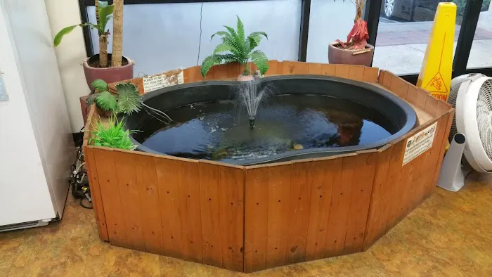 Jan's Tropical Fish Picture 4