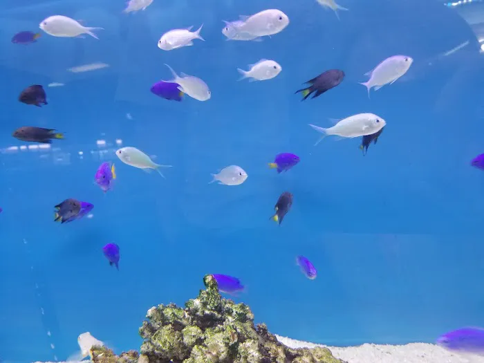 Jan's Tropical Fish Picture 3