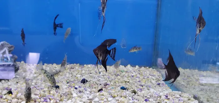 Jan's Tropical Fish Picture 1