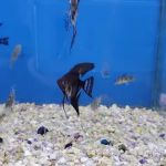 Jan's Tropical Fish