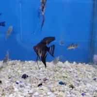 Jan's Tropical Fish ico