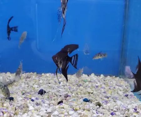 Jan's Tropical Fish