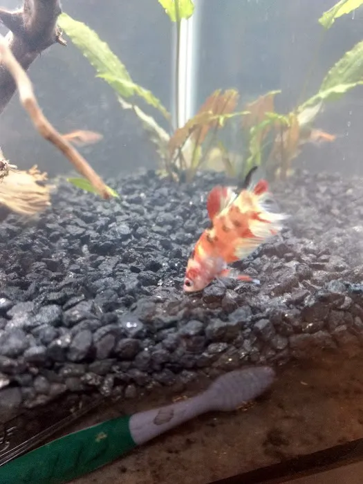 Jan's Tropical Fish Picture 6