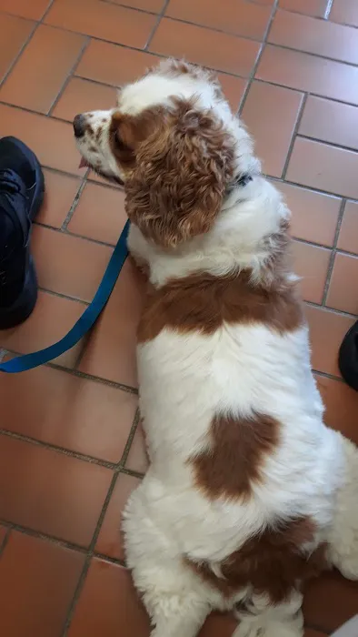 Oceanside Veterinary Hospital Picture 4