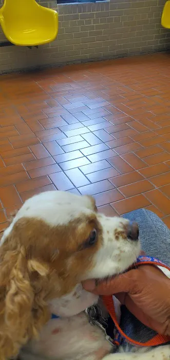 Oceanside Veterinary Hospital Picture 3