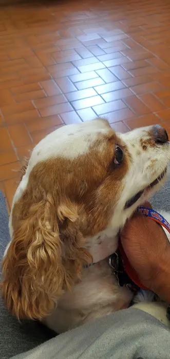 Oceanside Veterinary Hospital Picture 6