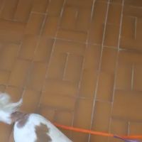 Oceanside Veterinary Hospital ico