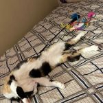 Garden City Park Animal Hospital