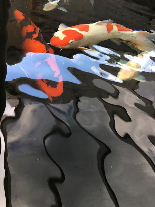Mystic Koi & Water Gardens Picture 1