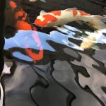 Mystic Koi & Water Gardens