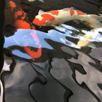 Mystic Koi & Water Gardens ico