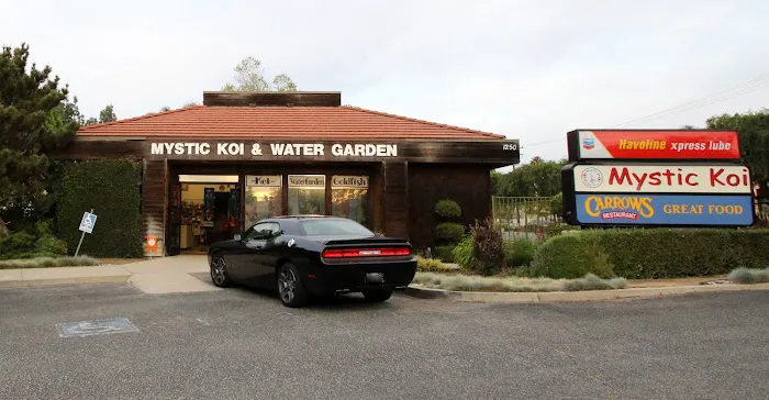Mystic Koi & Water Gardens Picture 4