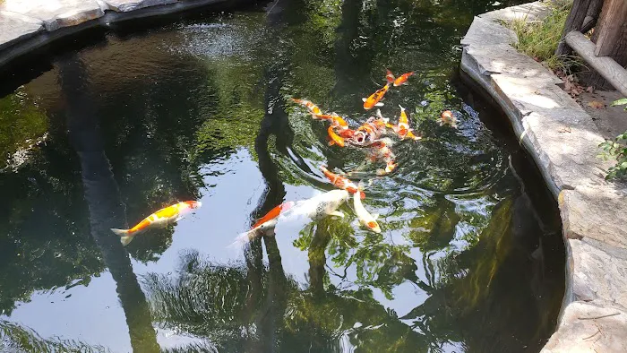 Mystic Koi & Water Gardens Picture 10