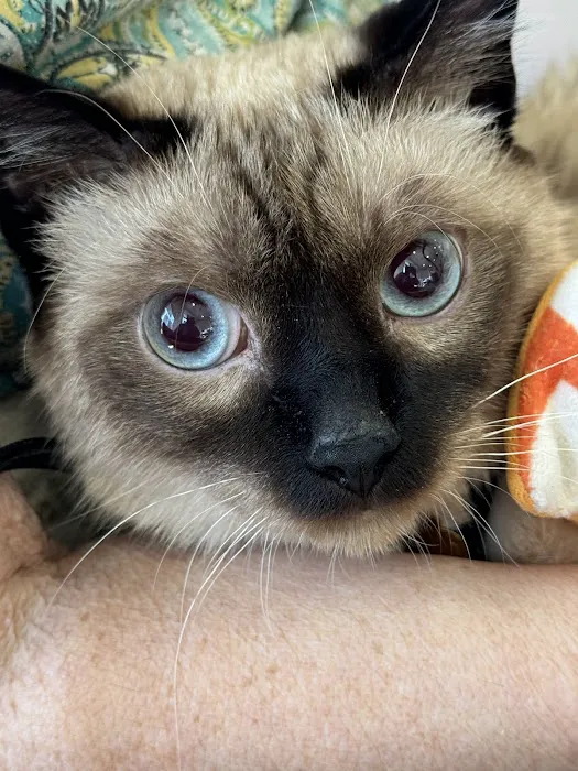 The Cat Doctor Picture 8