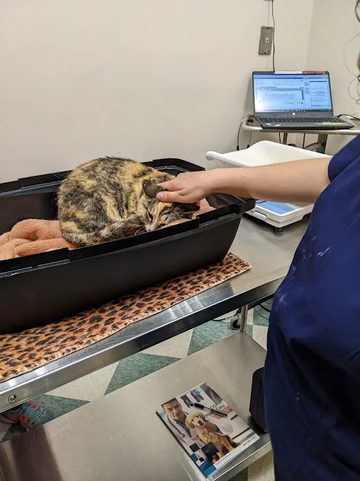 The Cat Doctor Picture 10