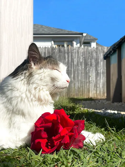 The Cat Doctor Picture 5