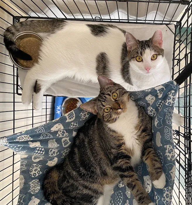 The Cat Doctor Picture 9