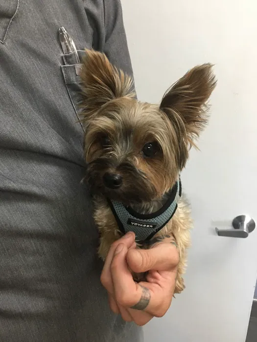 Manhasset Animal Hospital Picture 3