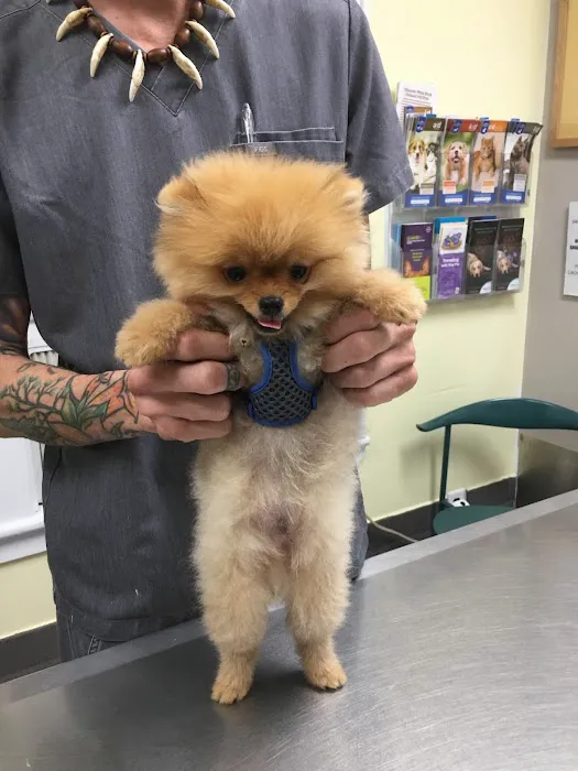 Manhasset Animal Hospital Picture 4