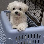 Manhasset Animal Hospital