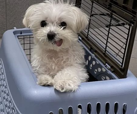 Manhasset Animal Hospital