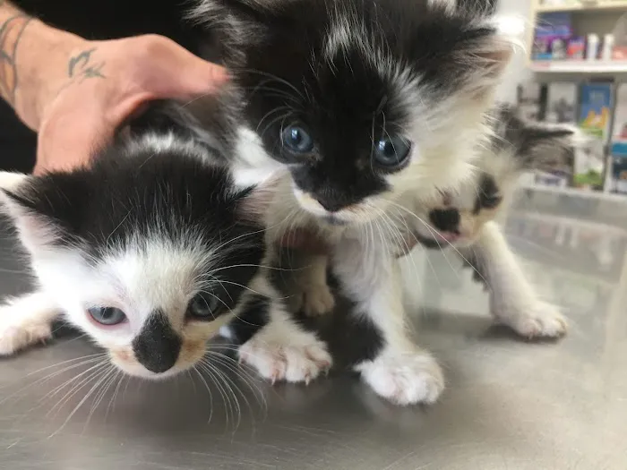 Manhasset Animal Hospital Picture 2