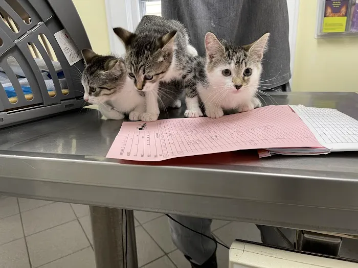 Manhasset Animal Hospital Picture 10