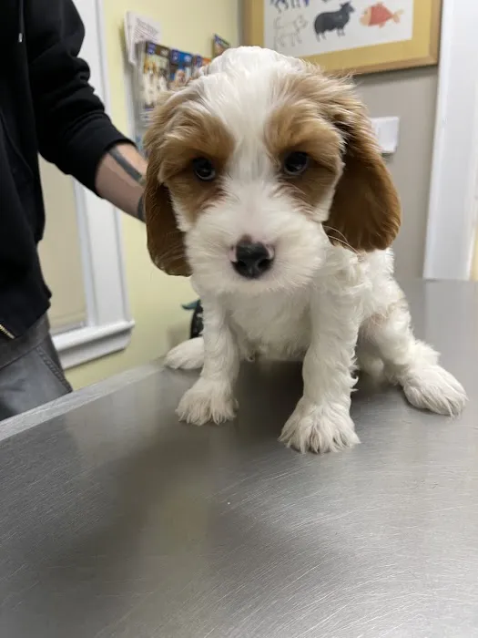 Manhasset Animal Hospital Picture 5
